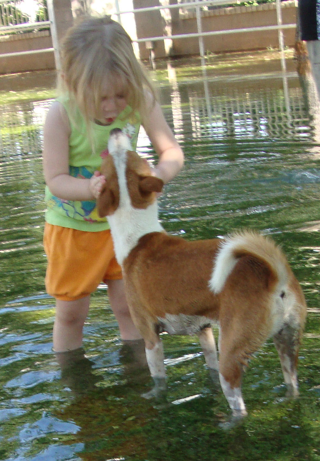 Avongara Destiny of Brushy Run