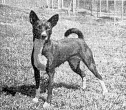 Black Diamond of Cryon (Photo by Shirley Genth - 1964).