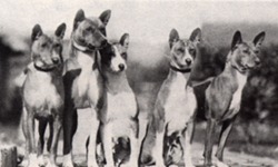 Descendants of early stock from "of the Congo".