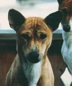 Head of Avongara Gangura.