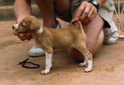 Puppy Goldi in Africa.