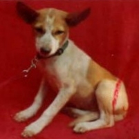 Hontongnon's passport photo.