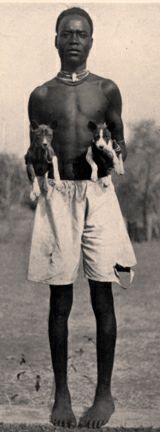South Sudan in 1952. Pup on left is a brindle.