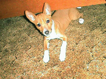 Katie as a puppy.