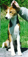 Louie at 5 months.