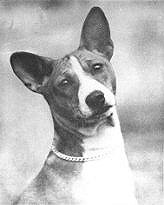 First American Basenji Champion.