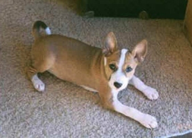 Corky as a pup.