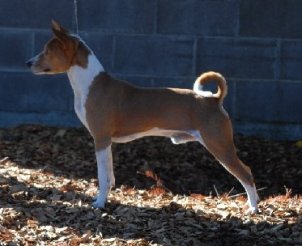 Jocker standing - left side