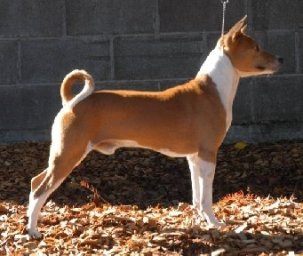 Joker standing - right side