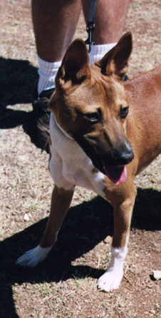 Simba, summer 2000