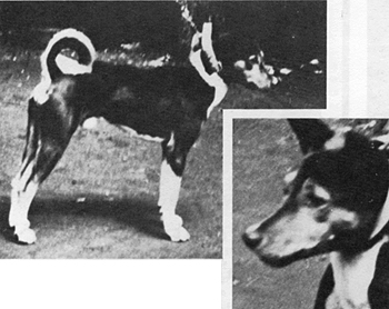 Simolo side and front view.