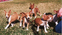 Jan. 7, 2000 litter.