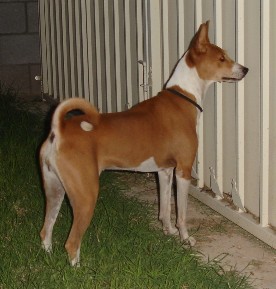 Tico 2006
