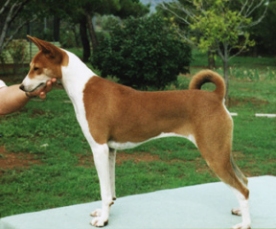 Side view of Tico.