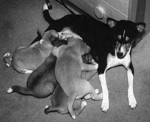 Williana with her second litter.