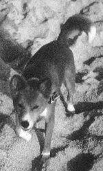 Baerchen on the beach.