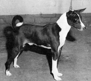 Eng. Ch. Taysenji Yoko.