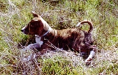 ZZ at ten weeks.