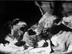ZZ with 2 of her 1990 pups.