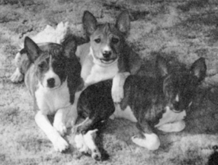 Left to Right - Brie, Kiwi, & Desiree.
