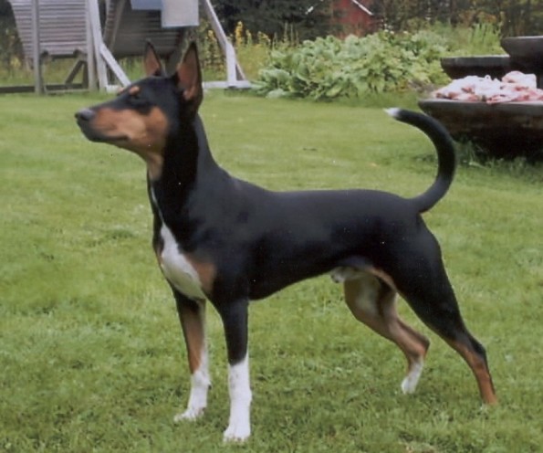 basenji black and tan