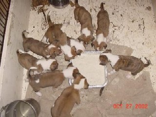 Trampus & Mindy pups.