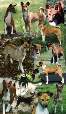 Collage of 1990 Registered Foundation Basenjis