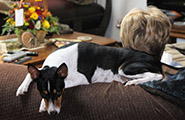 Neck-Warmer-L-Stewart Basenji as neck warmer