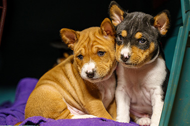 Bryan and Laurie Gregory