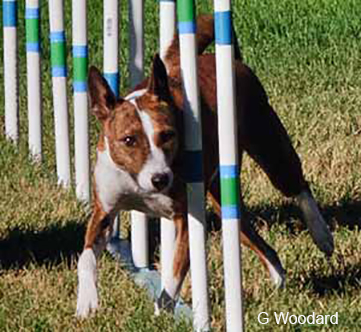 09-G-Woodard.jpg