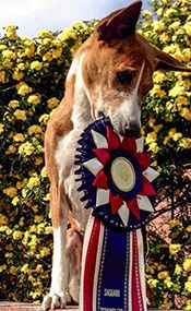Feigh with Ribbon Photo L Siekert Feigh with ribbon
