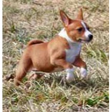 Breeder Listing